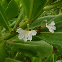 Scaevola taccada (Gaertn.) Roxb.